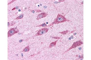 Anti-CELSR2 antibody IHC of human brain, amygdala. (CELSR2 anticorps  (N-Term))