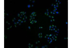 Immunofluorescence staining of Hela cells with ABIN7161163 at 1:100, counter-stained with DAPI. (MME anticorps  (AA 386-617))