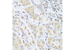 Immunohistochemistry of paraffin-embedded human stomach using SGCB antibody. (SGCB anticorps)