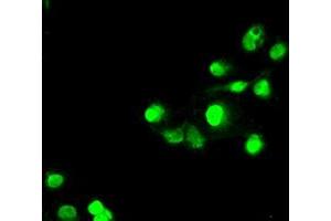 Immunofluorescence (IF) image for anti-SATB Homeobox 1 (SATB1) antibody (ABIN1500812) (SATB1 anticorps)