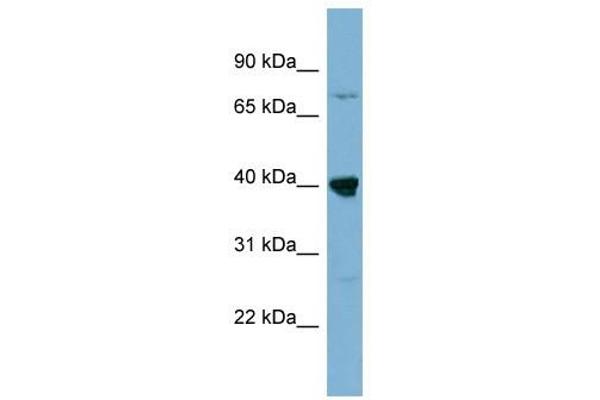 WDR55 anticorps  (Middle Region)