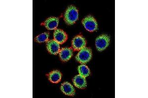 Immunofluorescence (IF) image for anti-RAS Guanyl Releasing Protein 2 (Calcium and DAG-Regulated) (RASGRP2) antibody (ABIN2996572) (RASGRP2 anticorps)