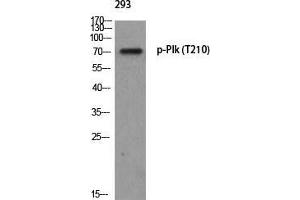 Western Blot (WB) analysis of 293 using p-Plk (T210) antibody. (PLK1 anticorps  (pThr210))