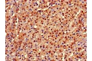 Immunohistochemistry of paraffin-embedded human adrenal gland tissue using ABIN7149214 at dilution of 1:100 (Cytochrome P450, Family 2, Subfamily A, Polypeptide 1 (CYP2A1) (AA 91-390) anticorps)