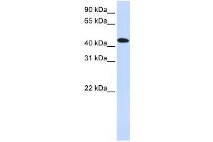 Western Blotting (WB) image for anti-MAP Kinase Interacting serine/threonine Kinase 2 (MKNK2) antibody (ABIN2459882) (MKNK2 anticorps)