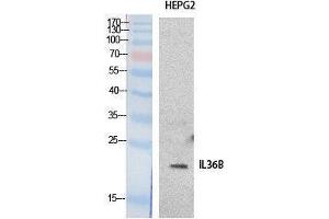 Western Blotting (WB) image for anti-Interleukin 1 eta (FIL1h) (Internal Region) antibody (ABIN3178528) (FIL1h anticorps  (Internal Region))