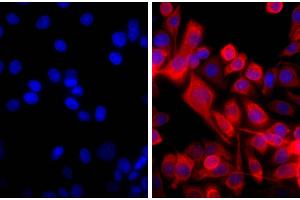 Immunofluorescence (IF) image for Goat anti-Mouse IgG (Heavy & Light Chain) antibody (Cy5) - Preadsorbed (ABIN376046)