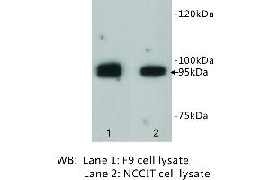 Image no. 3 for anti-Leucine-Rich Repeat Containing G Protein-Coupled Receptor 5 (LGR5) antibody (ABIN1112906) (LGR5 anticorps)