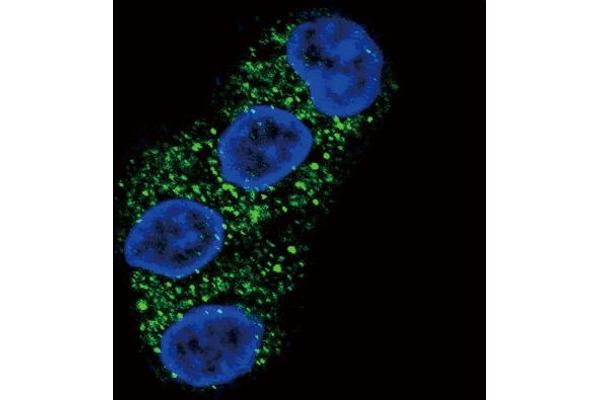 ABCG2 anticorps  (Center)