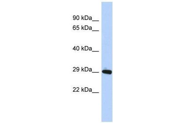 ZNF524 anticorps  (N-Term)