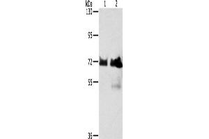 Western Blotting (WB) image for anti-B-Raf proto-oncogene, serine/threonine kinase (BRAF) antibody (ABIN2431117) (BRAF anticorps)