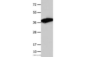 Western blot analysis of Mouse liver tissue , using COPS5 Polyclonal Antibody at dilution of 1:1550 (COPS5 anticorps)