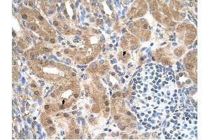 MGC39633 antibody was used for immunohistochemistry at a concentration of 4-8 ug/ml to stain Epithelial cells of renal tubule (arrows) in Human Kidney. (MGC39633 (N-Term) anticorps)