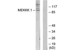 Western Blotting (WB) image for anti-Mitogen-Activated Protein Kinase Kinase Kinase Kinase 1 (MAP4K1) (AA 371-420) antibody (ABIN2889709) (MAP4K1 anticorps  (AA 371-420))