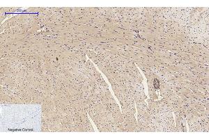 Immunohistochemical analysis of paraffin-embedded mouse heart tissue. (alpha-SMA (AA 171-220) anticorps)