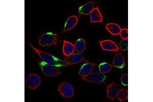 Immunocytochemistry (ICC) image for anti-Neuronal Cell Adhesion Molecule (NRCAM) (AA 1192-1255) antibody (ABIN1843141) (NrCAM anticorps  (AA 1192-1255))