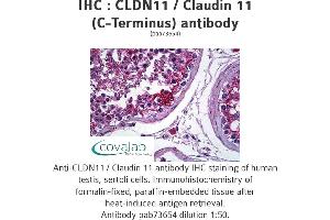 Image no. 1 for anti-Claudin 11 (CLDN11) (C-Term) antibody (ABIN1733141) (Claudin 11 anticorps  (C-Term))