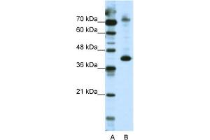 WB Suggested Anti-NKRF Antibody Titration:  2. (NKRF anticorps  (N-Term))