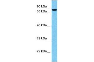 Western Blotting (WB) image for anti-Sp1 Transcription Factor (SP1) (Middle Region) antibody (ABIN2505805) (SP1 anticorps  (Middle Region))