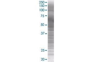 TRIM23 transfected lysate. (TRIM23 293T Cell Transient Overexpression Lysate(Denatured))