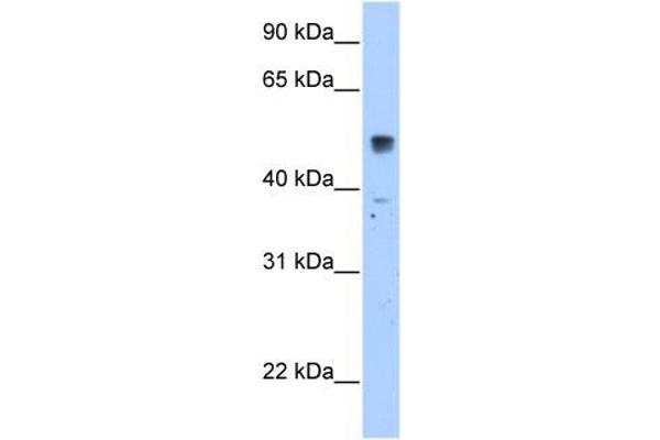 SLC35F5 anticorps  (C-Term)