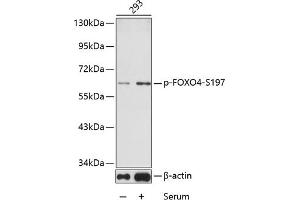Western blot analysis of extracts from 293 cells using phospho-FOXO4-S197 antibody (ABIN3019724, ABIN3019725, ABIN3019726 and ABIN1681609). (FOXO4 anticorps  (pSer197))