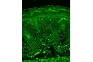 Immunohistochemistry analysis using Mouse Anti-Rhodopsin Monoclonal Antibody, Clone 1D4 . (Rhodopsin anticorps  (FITC))