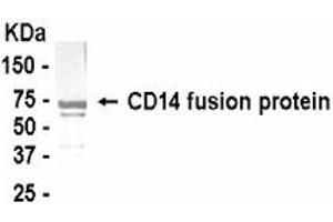 Western Blotting (WB) image for anti-CD14 (CD14) (AA 40-230) antibody (ABIN2467790) (CD14 anticorps  (AA 40-230))