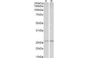 ABIN4902733 (0. (Peroxiredoxin 6 anticorps)