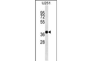 Western blot analysis in U251 cell line lysates (35ug/lane). (CD320 anticorps  (C-Term))