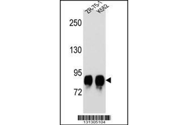 POMT1 anticorps  (C-Term)