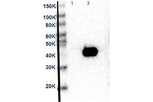 Western Blot of Anti-MEK2 Antibody. (MEK2 anticorps  (C-Term) (HRP))