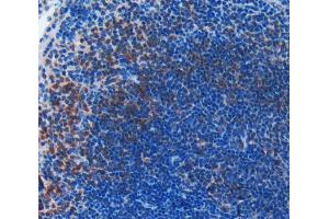 Used in DAB staining on fromalin fixed paraffin- embedded spleen tissue (BID anticorps  (AA 1-195))