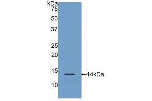 Western blot analysis of recombinant Rat REG3g. (REG3g anticorps  (AA 33-147))