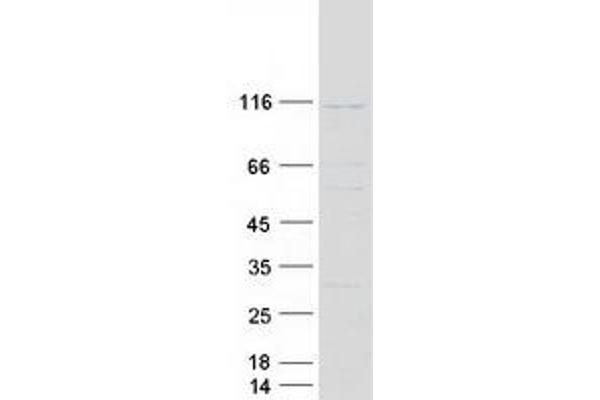 PCDHGC5 Protein (Transcript Variant 2) (Myc-DYKDDDDK Tag)