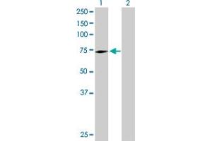 Western Blot analysis of SWAP70 expression in transfected 293T cell line by SWAP70 MaxPab polyclonal antibody. (SWAP70 anticorps  (AA 1-585))