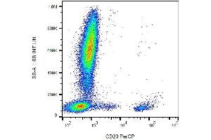 Surface staining of human peripheral blood with anti-CD20 PerCP. (CD20 anticorps  (PerCP))