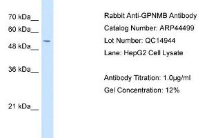 Glycoprotein antibody used at 1 ug/ml to detect target protein. (Glycoprotein anticorps)