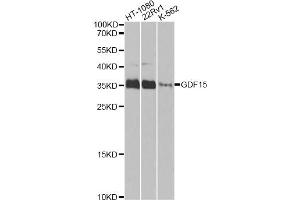 Western blot analysis of extracts of various cell lines, using GDF15 Antibody (ABIN5970032) at 1/1000 dilution. (GDF15 anticorps)