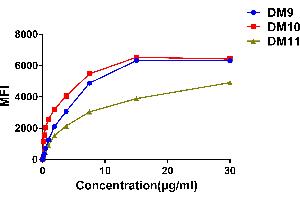 Affinity ranking of different Rabbit anti-CS1 mAb clones by titration of different concentration onto Raji cells. (Catalase anticorps  (AA 23-226))