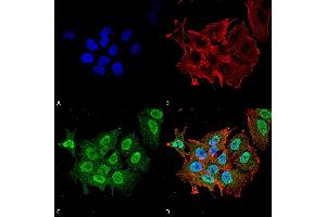 Immunocytochemistry/Immunofluorescence analysis using Mouse Anti-Ataxin 1 Monoclonal Antibody, Clone S76-8 . (Ataxin 1 anticorps  (AA 164-197) (PerCP))