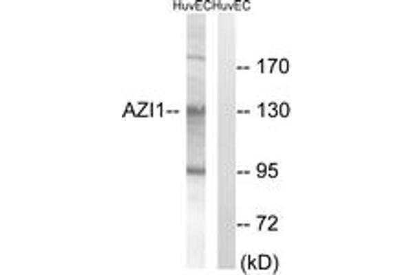 AZI1 anticorps  (AA 311-360)