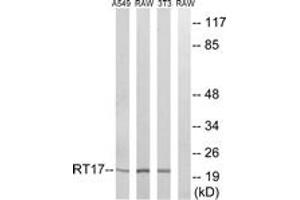 Western blot analysis of extracts from NIH-3T3/RAW264. (MRPS17 anticorps  (AA 11-60))