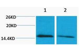 Western Blotting (WB) image for anti-Histone H4 (meLys79) antibody (ABIN3178808) (Histone H4 anticorps  (meLys79))