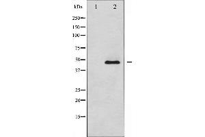 Western blot analysis of Adrenergic Receptor beta2 expression in NIH-3T3 whole cell lysates,The lane on the left is treated with the antigen-specific peptide. (beta 2 Adrenergic Receptor anticorps  (C-Term))