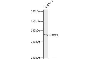 Western blot analysis of extracts of U-87MG cells using ROR2 Polyclonal Antibody at dilution of 1:1000. (ROR2 anticorps)