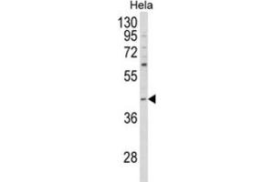 Western Blotting (WB) image for anti-NCK Adaptor Protein 1 (NCK1) antibody (ABIN3003930) (NCK1 anticorps)