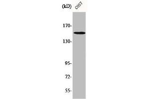 Western Blot analysis of COS7 cells using Phospho-PLC γ1 (Y771) Polyclonal Antibody (Phospholipase C gamma 1 anticorps  (pTyr771))