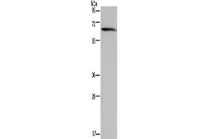 Western Blotting (WB) image for anti-Neutrophil Cytosolic Factor 2 (NCF2) antibody (ABIN2423894) (NCF2 anticorps)