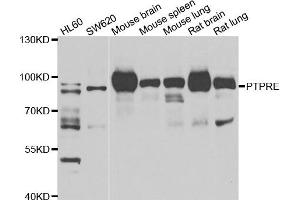 Western blot analysis of extracts of various cell lines, using PTPRE antibody. (PTPRE anticorps)